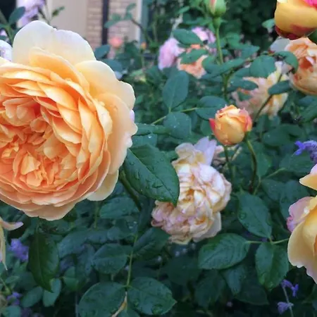 Atostogauti Gera Lejlighed Palanga