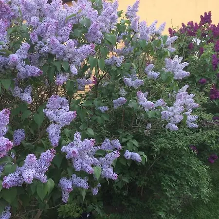 Atostogauti Gera Lejlighed *